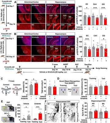 Erlotinib regulates short-term memory, tau/Aβ pathology, and astrogliosis in mouse models of AD